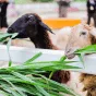 搜索 - 斗鱼网页版